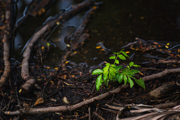 green moss on the tree, A small tree is sprouting new leaves. Around the tree are the remains of abandoned trees.