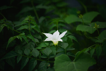 white flower on a green background, Close-up photo of white morning glory flower, white flower with blurred green background, good for product presentation.