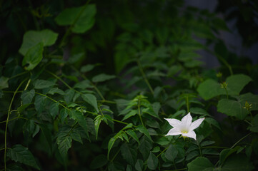 white flower in the garden, White Coccinia grandis Voigt flowers with a blurred green background, perfect for product presentation.