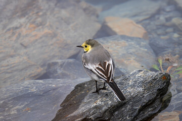 White Wagtail standing near a shallow stream, showing its elegant black, white, and gray plumage. This lively bird is often seen wagging its tail as it forages along riverbanks and wetlands.