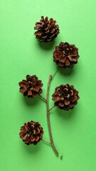 Four pinecones arranged on a light-green surface, resembling a simple branch