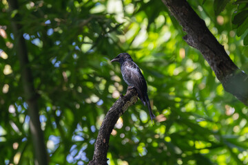A Crow-billed Drongo perched on a branch, displaying glossy black plumage and a distinctive hooked bill, captured in vibrant natural light in its forest habitat.
