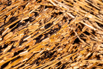 Lots of young green - yellow sesame plant, Green sesame pods in nature, green food with nature background, Sesame seed on tree in the field Stock Photo, Sesame, Agriculture, Branch - Plant Part, Bush