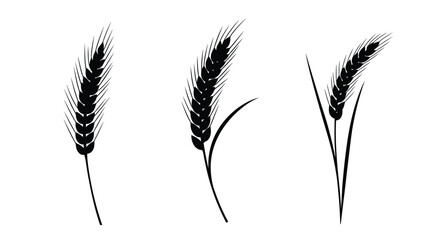 Black and white illustration of three wheat stalks with delicate details