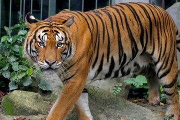 Malayan Tiger in the National Zoo of Malaysia