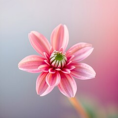 Obraz premium A pink flower is the main focus of the image. 