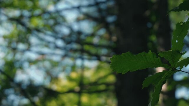 カラマツの大木がある森