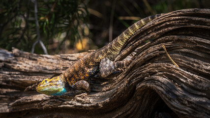 close up of a lizard in grand canyon national park in arizona, usa