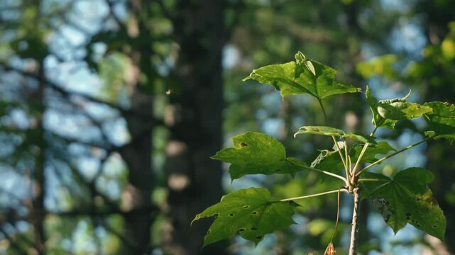 カラマツの大木がある森