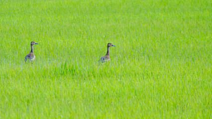Ducks wading through lush green rice field rural landscape nature serene environment