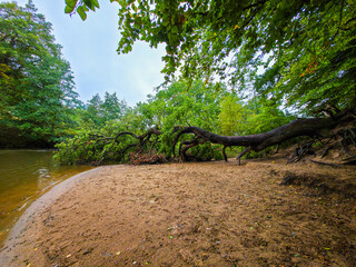 Fototapete bei efototapeten.de bestellen   