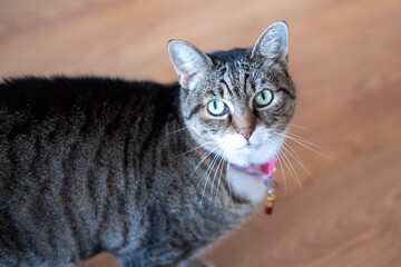 Beautiful specimen of European breed female cat