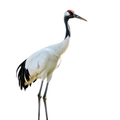 Fototapeta premium Red-crowned crane standing, side view isolated on Transparent Background