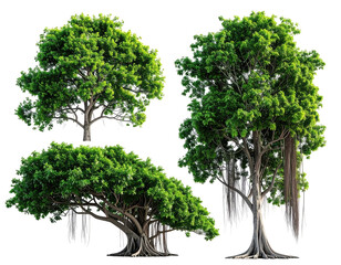 Three diverse trees, lush green foliage, roots and aerial roots visible