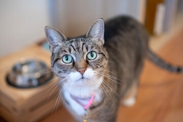 Beautiful specimen of European breed female cat