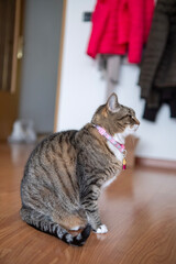 Beautiful specimen of European breed female cat