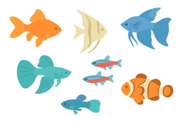 Fototapeta premium Set of various colorful tropical and freshwater aquarium fish species