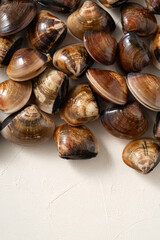 Raw fresh clams seafood in a sieve on white table background.