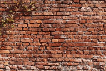 Fototapeta premium A weathered brick wall, showing aged reddish-brown bricks. A small vine/plant climbs on part of the wall