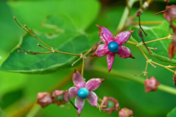 クサギの果実のクローズアップ