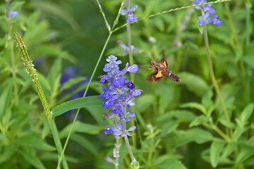 ホバリングしながら、ブルーサルビアの花から蜜を吸っているホシホウジャク
