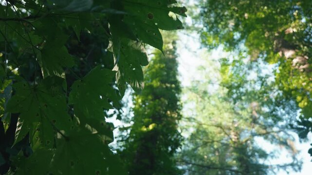 大木のカラマツに絡みつくツルアジサイ