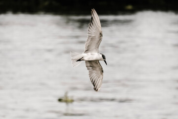 seagull in flight