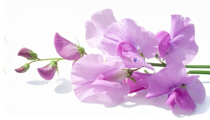 Obraz premium sweet pea tangle arranged lightly on white seamless delicate cast shadow minimal botanical layout