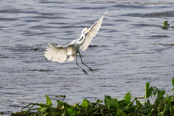 great blue heron