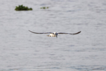 osprey in flight