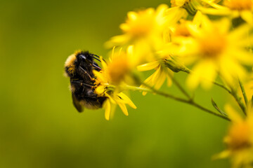 Bumblebee Sitting on a Yellow Flower with Green Background