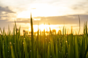 grass and sky