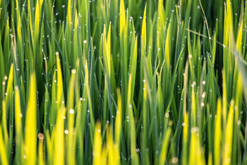 green grass background