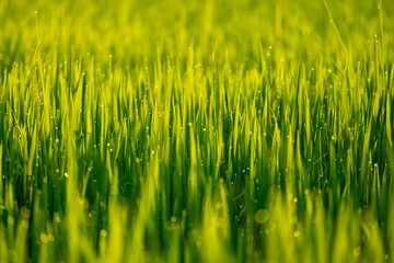 green grass background