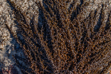 Sargassum muticum, Japanese wireweed or japweed, is a large brown seaweed of the genus Sargassum. Malibu Lagoon State Beach, Los Angeles County, California.