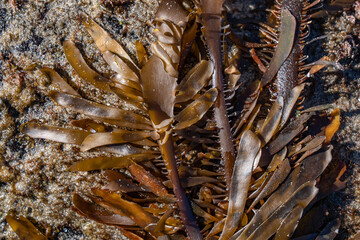 Egregia menziesii is a species of kelp known commonly as feather boa kelp. It is the only species in the monotypic genus Egregia.  Malibu Lagoon State Beach, Los Angeles County, California.
