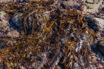 Egregia menziesii is a species of kelp known commonly as feather boa kelp. It is the only species in the monotypic genus Egregia.  Malibu Lagoon State Beach, Los Angeles County, California.