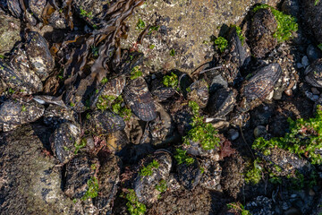The California mussel (Mytilus californianus) is a large edible mussel, a marine bivalve mollusk in the family Mytilidae. Malibu Lagoon State Beach, Los Angeles County, California. intertidal zone