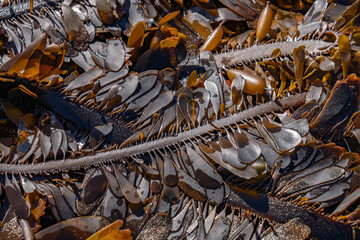 Egregia menziesii is a species of kelp known commonly as feather boa kelp. It is the only species in the monotypic genus Egregia.  Malibu Lagoon State Beach, Los Angeles County, California.