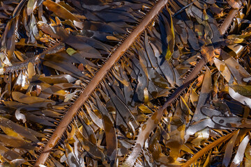 Egregia menziesii is a species of kelp known commonly as feather boa kelp. It is the only species in the monotypic genus Egregia.  Malibu Lagoon State Beach, Los Angeles County, California.