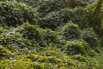 Vegetataion in the forest