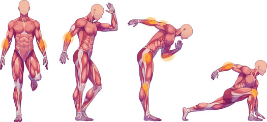 Anatomical vector illustration of human body muscles highlighting active stress points during fitness exercise, stretching, biomechanics, sports training, and rehabilitation