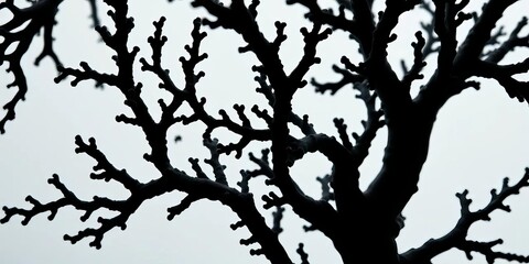 Obraz premium Intricate black coral branches, dark against a light background, sea fan, ocean