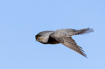 Common Cuckoo