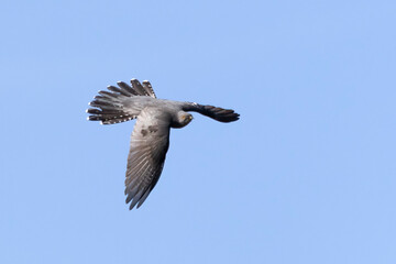 Common Cuckoo