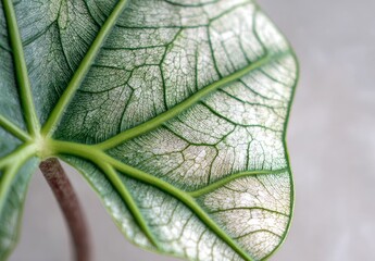 Close-up of a large, textured plant leaf.  Detailed veins and a pale, mottled surface