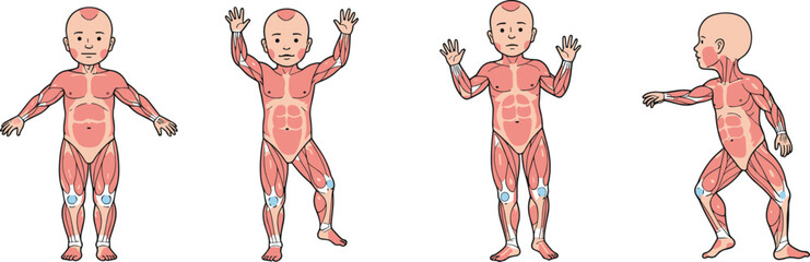 Baby anatomy illustration showing muscle structure and body movement poses, detailed educational vector art for medical learning, biology, and anatomy study.