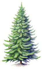 Fototapeta premium PNG Christmas plant tree pine.