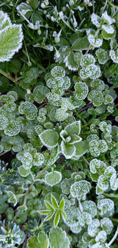 Wildflowers are covered with frost in the early morning. It can be used as a wallpaper or a screen saver for a mobile phone.