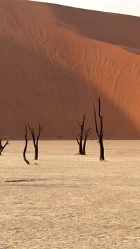 Panning vertical shot showing dead camel thorn trees in Deadvlei, Namib-Naukluft National Park, Namibia.